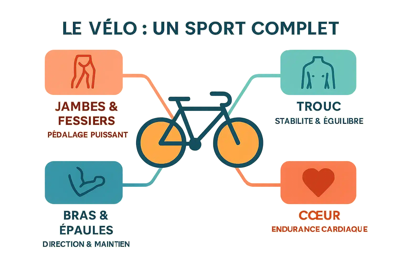 Illustration des muscles sollicités lors de la pratique du vélo