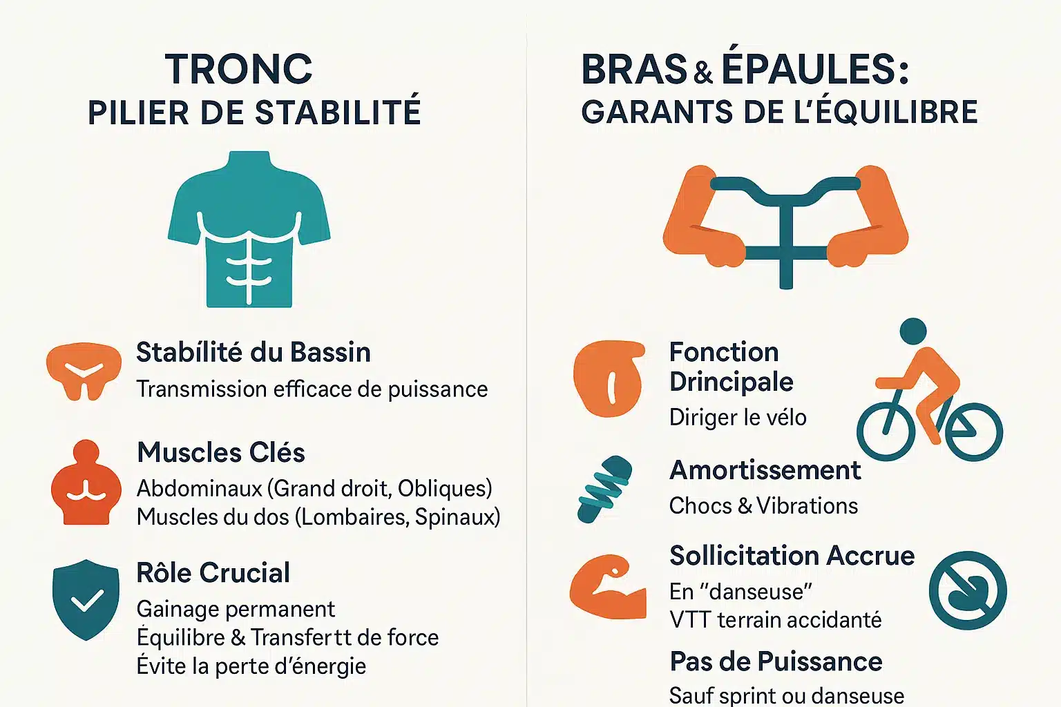 Illustration des muscles du tronc et des bras sollicités à vélo